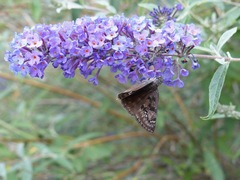 Erynnis meridianus