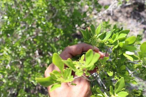 Image of Helietta parvifolia by (c) alejandrozab, some rights reserved (CC BY)