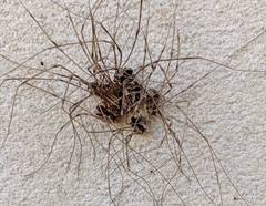 Leuronychus pacificus