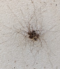 Leuronychus pacificus