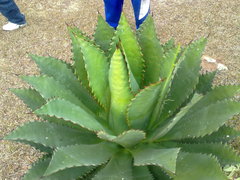 Agave inaequidens inaequidens