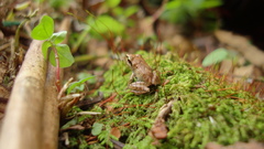 Pristimantis thectopternus