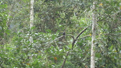 Lipaugus fuscocinereus