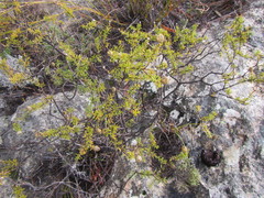 Pteronia cederbergensis