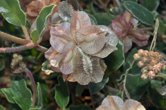 Tripterocalyx carneus