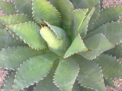 Agave inaequidens inaequidens