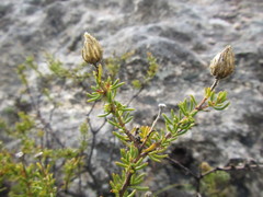 Pteronia cederbergensis