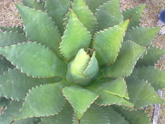 Agave inaequidens inaequidens