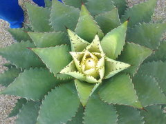 Agave inaequidens inaequidens