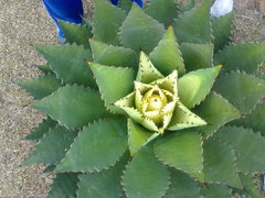 Agave inaequidens inaequidens