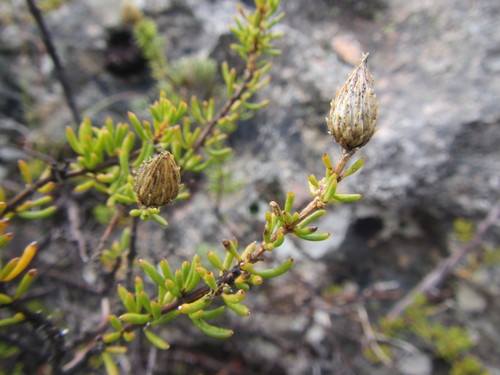 Image of Pteronia cederbergensis by (c) douglaseustonbrown, some rights reserved (CC BY-SA)