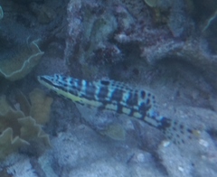 Serranus tigrinus