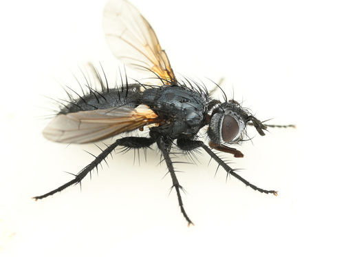 Peteina hyperdiscalis