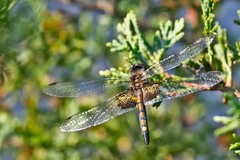 Celithemis martha