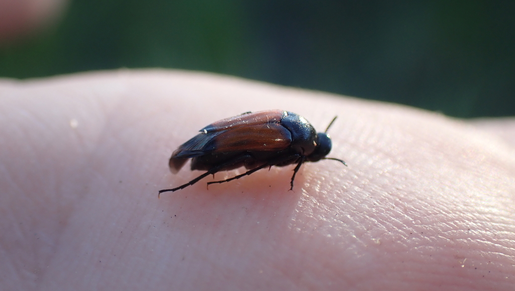 Macrosiagon praeusta