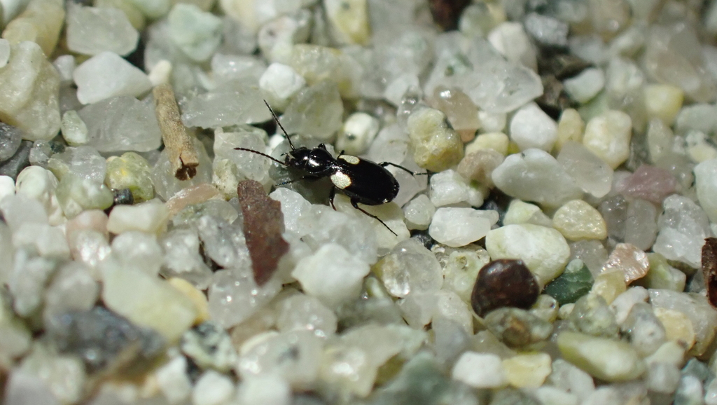 Lionychus sturmii