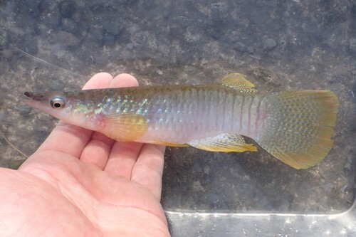 Oxyzygonectes dovii (Günther, 1866)