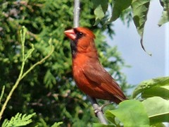 Cardinalis cardinalis