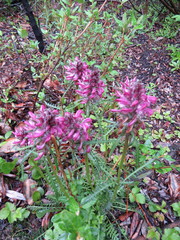Pedicularis sudetica interior