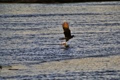 Daptrius chimango