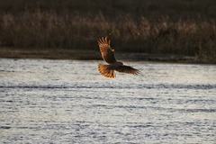 Daptrius chimango