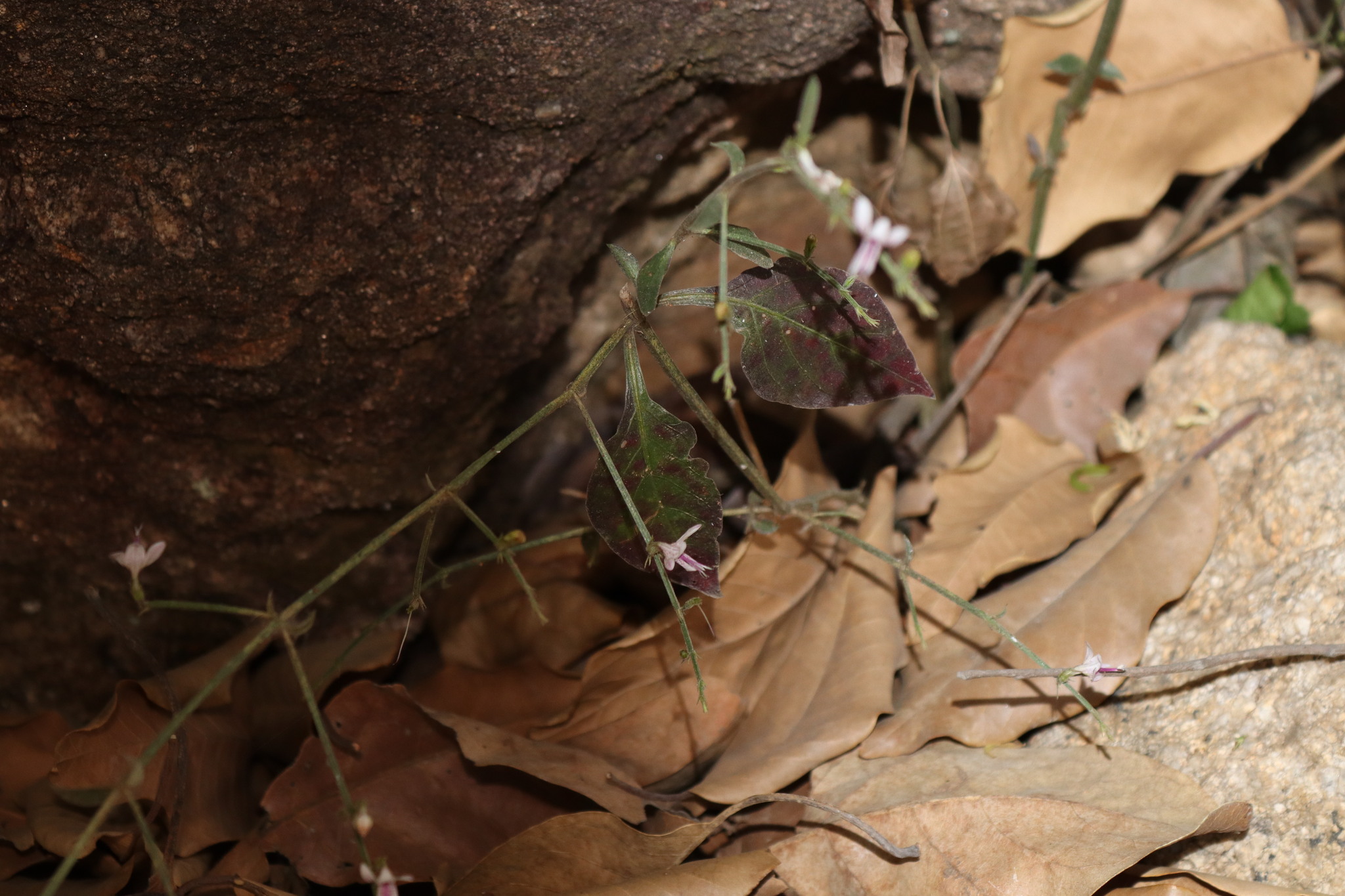 Andrographis alata