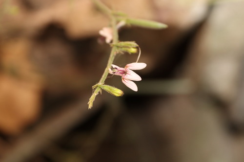 Image of Andrographis Alata (Andrographis alata) by (c) Vikas D Prasad, some rights reserved (CC BY-SA)