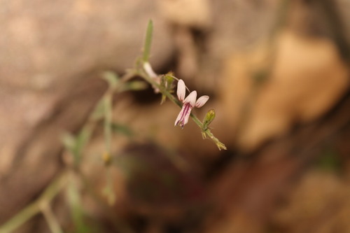 Image of Andrographis Alata (Andrographis alata) by (c) Vikas D Prasad, some rights reserved (CC BY-SA)