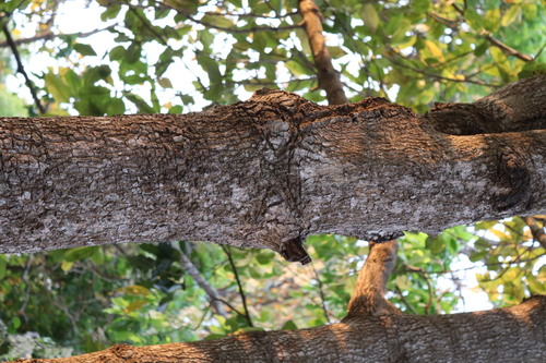 Image of Buchanania cochinchinensis by (c) Vikas D Prasad, some rights reserved (CC BY-SA)