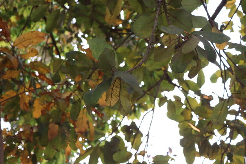 Image of Buchanania cochinchinensis by (c) Vikas D Prasad, some rights reserved (CC BY-SA)