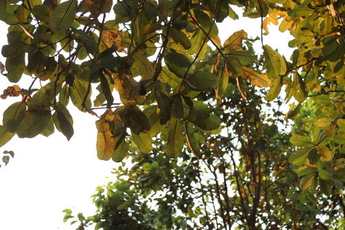 Image of Buchanania cochinchinensis by (c) Vikas D Prasad, some rights reserved (CC BY-SA)