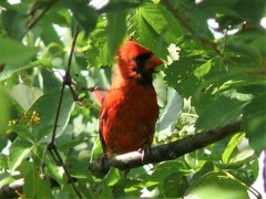 Cardinalis cardinalis