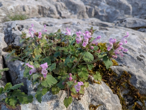 Image of Lamium garganicum by (c) Elias, some rights reserved (CC BY)
