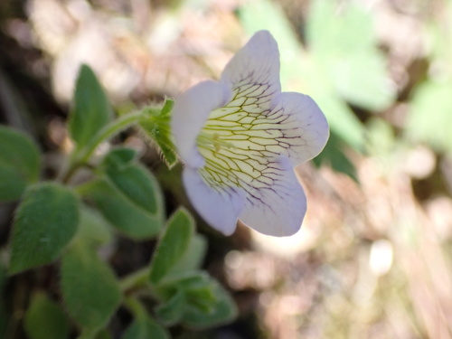 Nama prostrata (Nama prostrata)