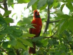 Cardinalis cardinalis