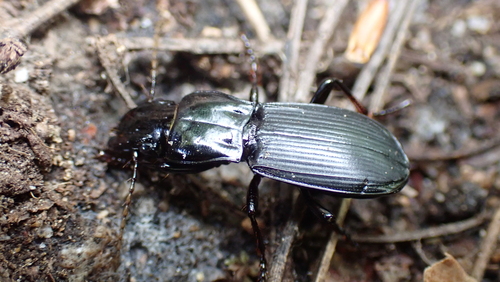 Percus corsicus