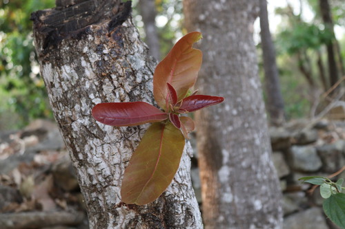 Image of Buchanania cochinchinensis by (c) Vikas D Prasad, some rights reserved (CC BY-SA)