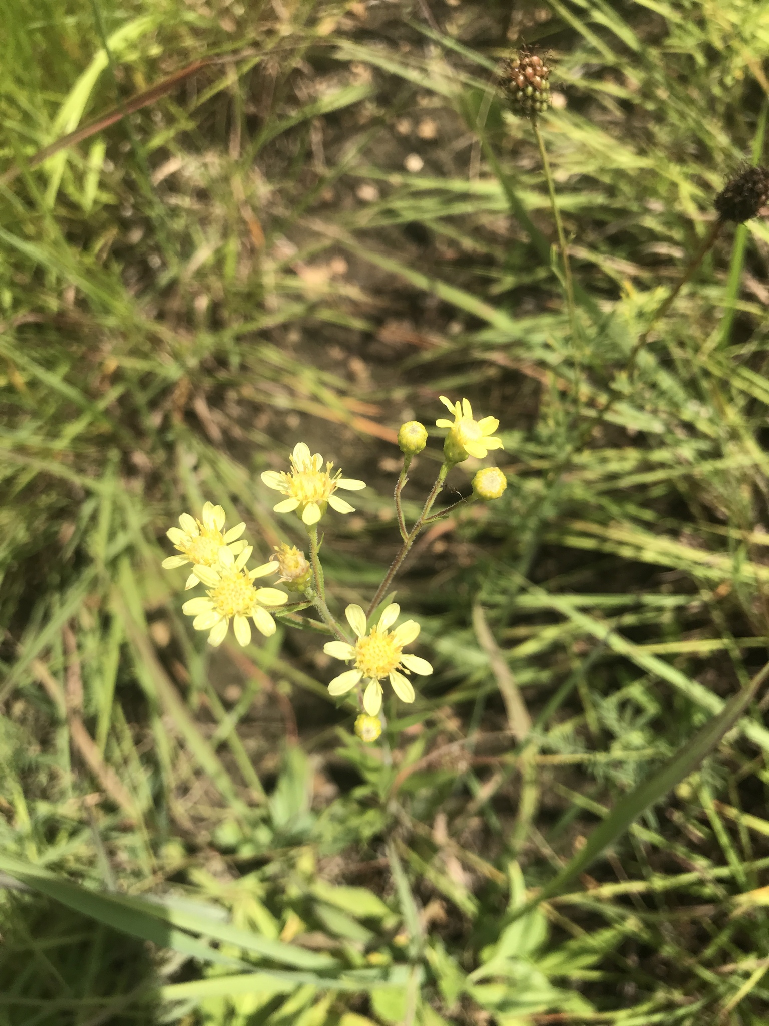 Solidago X lutescens