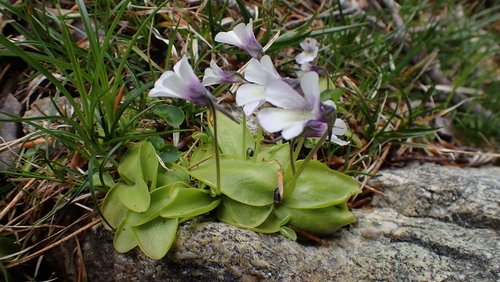 Pinguicula corsica (Pinguicula corsica)