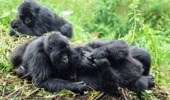 Gorilla beringei beringei