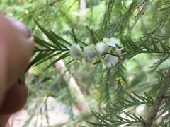 Taxodiomyia