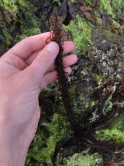 Cumagloia andersonii
