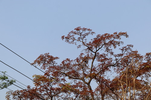 Image of Terminalia bellirica by (c) Vikas D Prasad, some rights reserved (CC BY-SA)