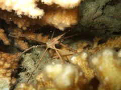 Stenorhynchus debilis