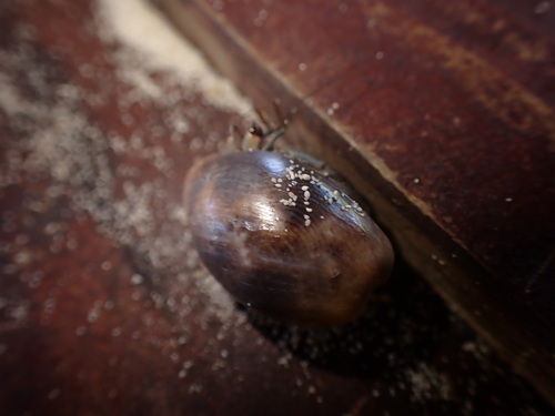 Bulla punctulata observed 2025-03-27