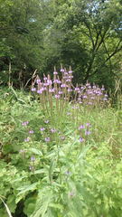 Verbena hastata