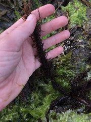 Cumagloia andersonii