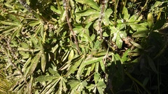 Lepturini