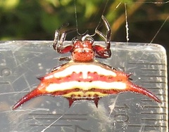 Gasteracantha milvoides
