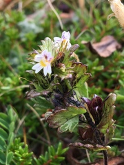 Euphrasia frigida